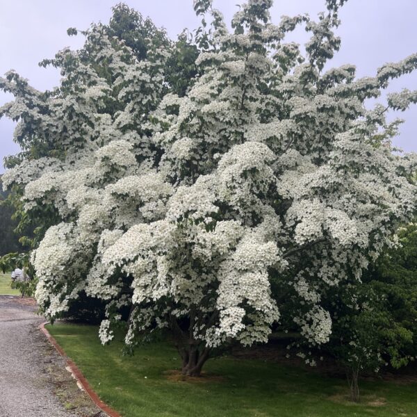 The Cornus kousa 'Chinese Dogwood' features dense branching and clusters of white flowers. Ideal for planting near lawns or paths, it's available in a 20cm pot for easy planting.