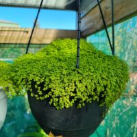 A Soleirolia 'Golden Baby's Tears' 8" Hanging Basket with lush, small-leaved green foliage in a black basket, ideal for shaded outdoor spaces.