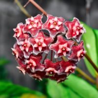 Close-up of Hoya carnosa 'Red Hoya' 5" in a hanging basket, featuring vibrant red and pink star-shaped flowers with lush green leaves, ideal for eye-catching indoor display.