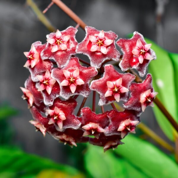 Close-up of Hoya carnosa 'Red Hoya' 5" in a hanging basket, featuring vibrant red and pink star-shaped flowers with lush green leaves, ideal for eye-catching indoor display.