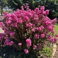 A Houston Miniature Crepe Myrtle in a 13" pot bursts into full bloom, showcasing vibrant pink flowers and lush green foliage that stand out against trees and grass, perfectly capturing summer's essence.