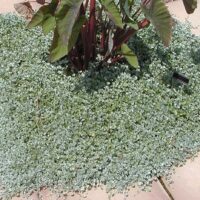 Dichondra silver falls over pavement