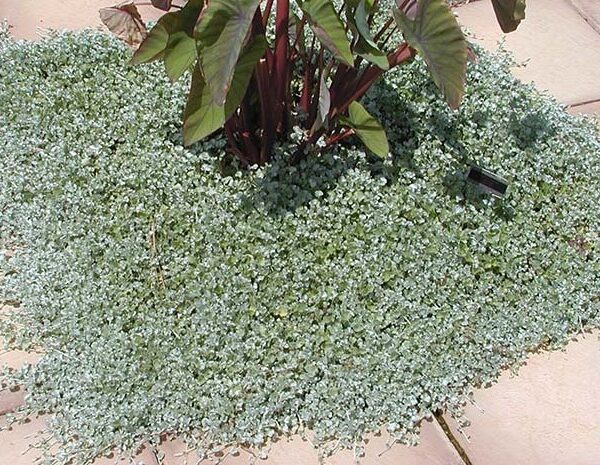 Dichondra silver falls over pavement