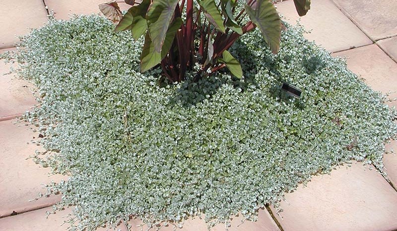 dichondra