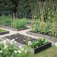 Edible Garden