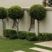 Standards and Topiary Plants