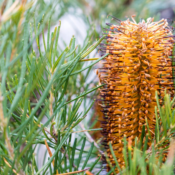A close-up of Banksia 'Honeyeater Delight' in a 15cm pot, featuring its flower spike and green needle-like leaves.