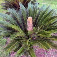 The Cycad 'Sago Palm' features a large, upright cone at its centre and lush, feather-like green leaves. An attractive choice for an 8" pot.