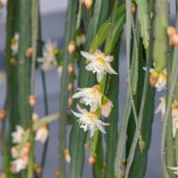 The Rhipsalis boliviana 'Forest Cactus' 5" (Hanging Basket) features long, slender green stems with white and pale pink flowers—ideal for hanging displays or as a unique accent cactus.