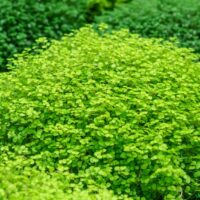 Soleirolia 'Golden Baby's Tears' forms a dense mound of small, bright green leaves that contrast with darker garden foliage. Thrives beautifully in a 18cm pot.