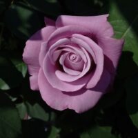 Charles de Gaulle rose purple rose mauve flower fragrant
