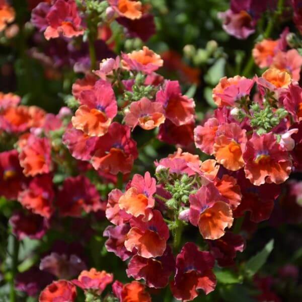Dianella 'Breeze®' Flax Lily in an 8" pot features clusters of orange and red flowers with green foliage, glowing in natural sunlight.