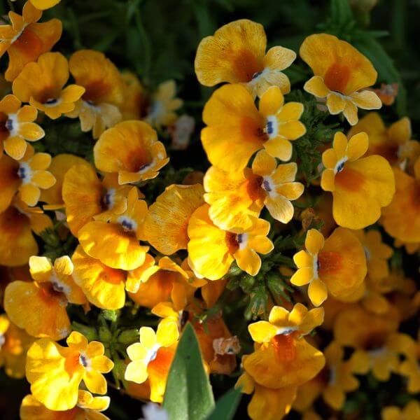 Close-up of Dianella 'Breeze®' Flax Lily in an 8" pot, featuring vibrant yellow flowers and lush green foliage bathed in sunlight.