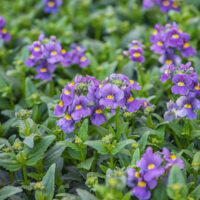 Dianella 'Breeze®' Flax Lily in an 8" pot features clusters of purple flowers with yellow centres set against lush green foliage, adding vibrant beauty to any space.