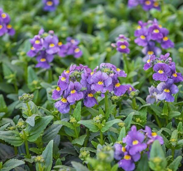 Dianella 'Breeze®' Flax Lily in an 8" pot features clusters of purple flowers with yellow centres set against lush green foliage, adding vibrant beauty to any space.