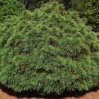 Pinus merrimack dwarf eastern pine