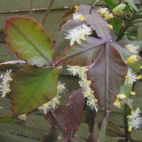 Rhipsalis 'Paddle Leaf' 5" (Hanging Basket) features flat reddish-green leaves and small clusters of yellow-white flowers along the edges, displayed against a wooden fence background.