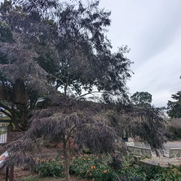 An Agonis 'After Dark' tree with sparse, thin, dark foliage stands out as an ornamental plant in a landscaped garden with green shrubs, benches, and an overcast sky in the background.