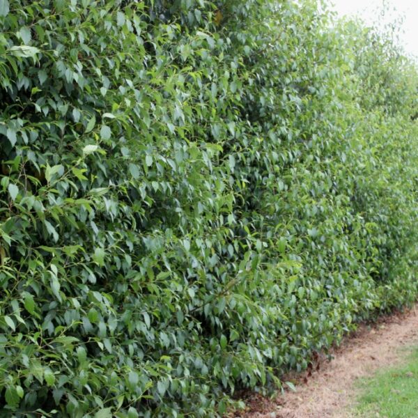 alnus jorullensis toorak gum evergreen alder as a screen