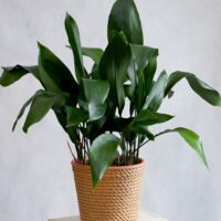 An Aspidistra 'Cast Iron Plant' in an 8" pot, featuring broad, dark green leaves, sits in a woven basket on a light surface against a plain background.