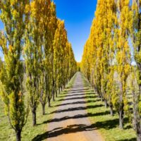 A straight dirt road lined on both sides with Populus 'Crows Nest' Poplar 10" Pot trees, their yellow-green leaves bright under a clear blue sky.