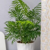 Parlour Palm Chamaedorea elegans