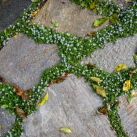 Pratia 'Blue Star Creeper' 15cm Pot forms a green ground cover with small purple flowers between stone paving slabs, accented by a few yellow and brown leaves.