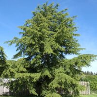 A Cedrus atlantica 'Atlas Cedar' in an 8" pot grows much larger over time, eventually becoming a large evergreen with drooping branches—perfect for planting on a lawn or as a striking landscape feature.