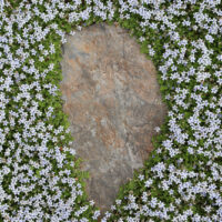 pratia white star creeper