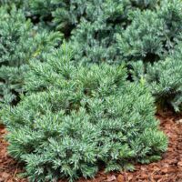 juniperus horizontalis blue forest creeping conifer