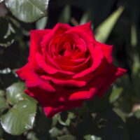 red rose camp david hybrid tea rose