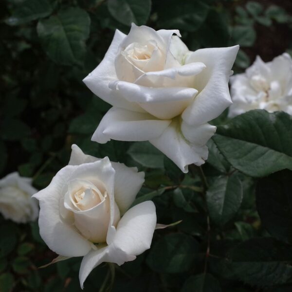 Pascali rose white cream rose hybrid tea rosa