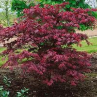 The Acer 'Okagami' Japanese Maple 4ft (Bare Rooted) has dense, deep red foliage, perfect for adding striking colour and structure to any landscaped garden bed.