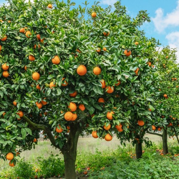 Seville's "Citrus Orange Tree 'Seville' 5L" boasts magnificent trees loaded with ripe oranges beneath a clear blue sky, with fallen citrus scattered on the ground below.