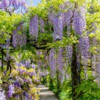 Wisteria sinensis climber purple climbing wisteria chinese wisteria
