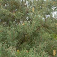 Close-up of Banksia marginata 'Silver Banksia' in a 10" pot, showing its bushy needle-like leaves and multiple small cylindrical brown and yellow cones.