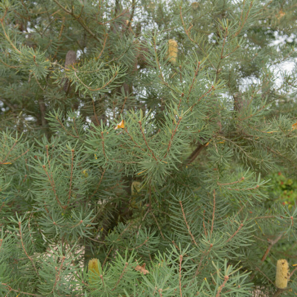 Close-up of Banksia marginata 'Silver Banksia' in a 10" pot, showing its bushy needle-like leaves and multiple small cylindrical brown and yellow cones.