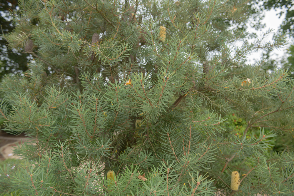 Close-up of Banksia marginata 'Silver Banksia' in a 10" pot, showing its bushy needle-like leaves and multiple small cylindrical brown and yellow cones.