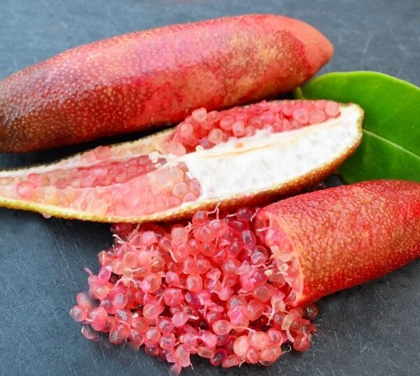 Bush Tucker Native Bush Foods Citrus australasia Native finger lime pink fruits