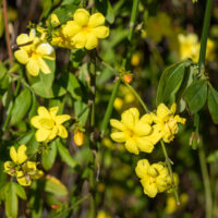 jasminum mesnyi Primrose Jasmine yellow flowering climber
