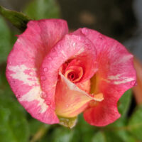 rosa floribunda Cabana pink coloured striped rose mass flowering