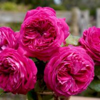 Delightful Parfuma Rose Rosa floribunda purple pink buff thick roses mass flowering