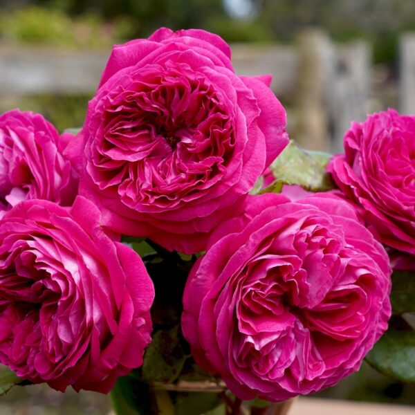 Delightful Parfuma Rose Rosa floribunda purple pink buff thick roses mass flowering