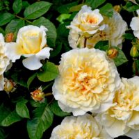 Rosa Earth Goddess Rose Shrub Rose Creamy yellow buff rose