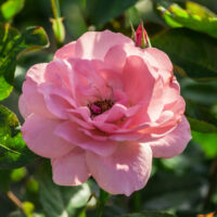 Rose Professor Sieber Bush Mass flowering pink floribunda