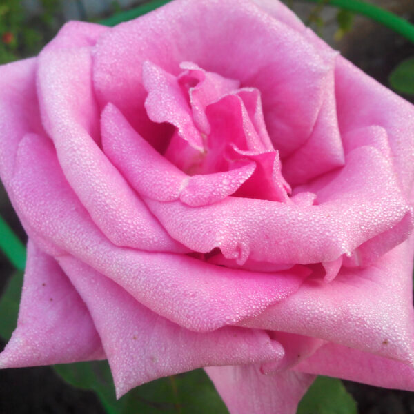 rose eiffel tower pink rosa hybrid tea perfume
