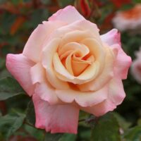 Rosa hybrid tea Pure Bliss pink two toned rose apricot