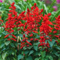 salvia hungtington's red sage masses of red flowers cottage garden border