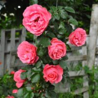salmon pink rose fluffy rose modern shrub rose fragrant