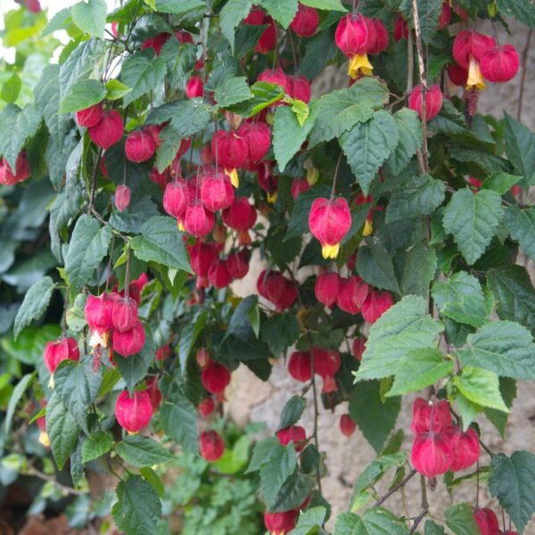 Abutilon megapotamicum Trailing Abutilon Chinese lantern red flowering hanging